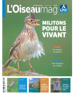 L'OISEAU MAG